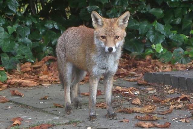 Urban Fox Cub....