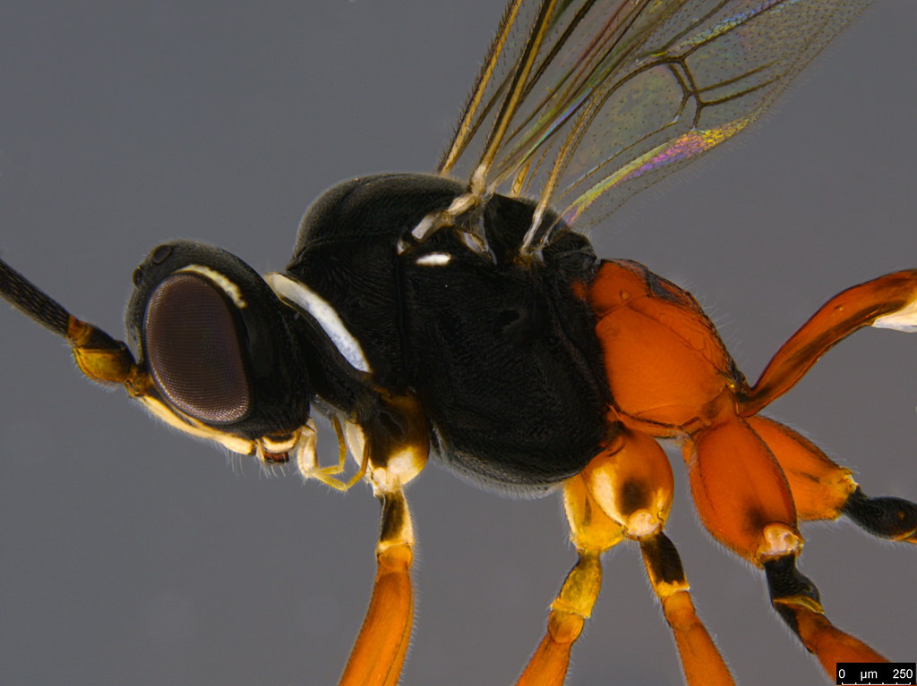 21b - Ichneumonidae sp.