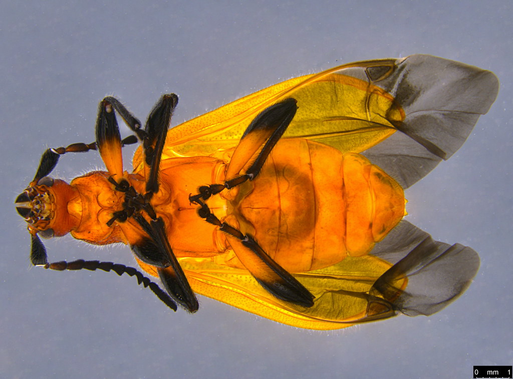 6b - Ecnolagria grandis (Gyllenhal, 1817)