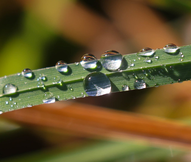 Raindrops on Blade of Grass