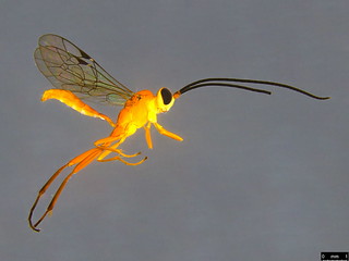 22a - Ichneumonidae sp. | by dhobern