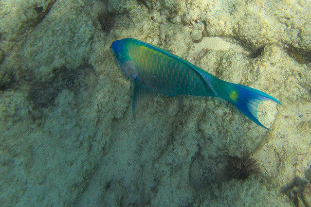 bullethead parrotfish-1480