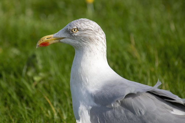 Zilvermeeuw-European Herring Gull (Larus argentatus)