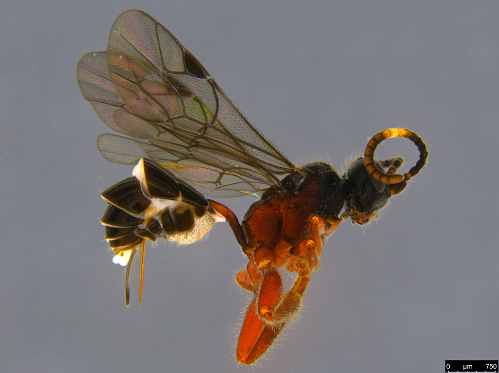 18a - Ichneumonidae sp.