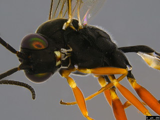 20b - Ichneumonidae sp. | by dhobern