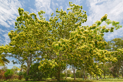 australia queensland herveybay landscape tree yellow