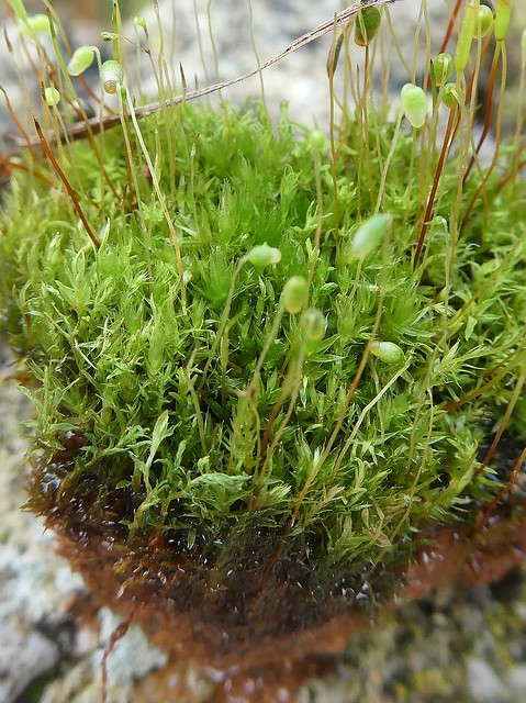Pohlia nutans (Hedw.) Lindb. - Nodding Thread-moss