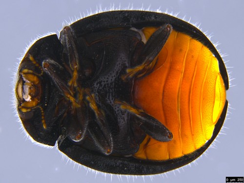 2b - Coccinellidae sp. | by dhobern