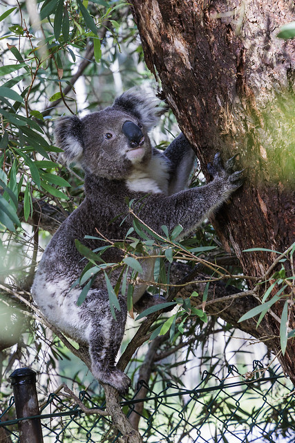 New Koala