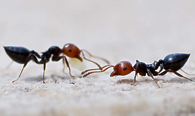 IMGP0698 Ant communication