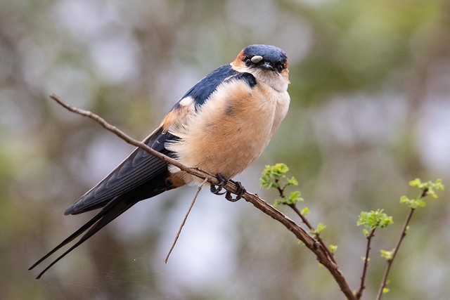 Nairobi National Park, Red-rumped Swallow - Cecropis daurica211030