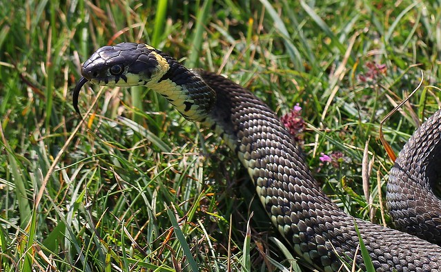 Grass Snake - Natrix natrix 250821 (5)