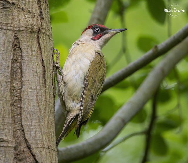 Green Woodpecker (Male)