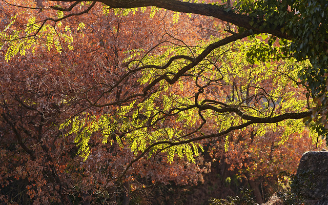 Tree in Autumn