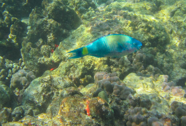 bullethead parrotfish-1607