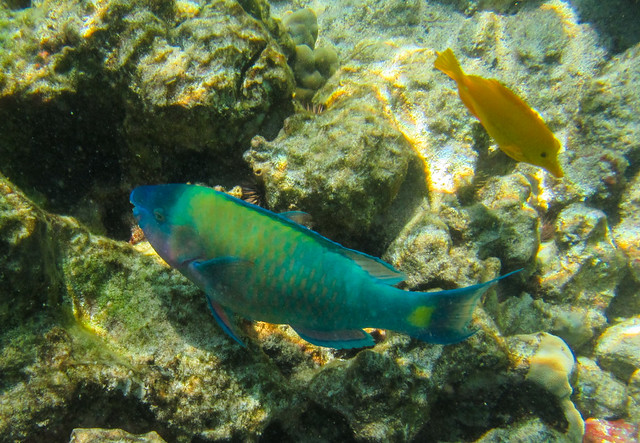 bullethead parrotfish & yellow tang-1494