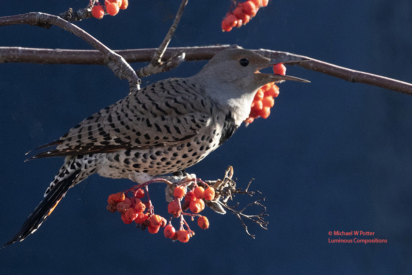 Northern Flicker female with berry