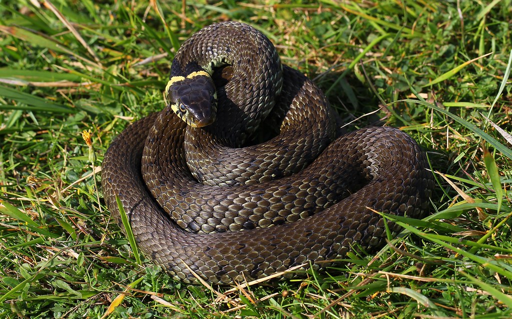 Grass Snake - Natrix natrix 250821 (12)