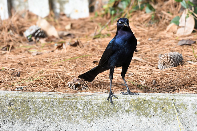 2019 Boat-tailed Grackle 3