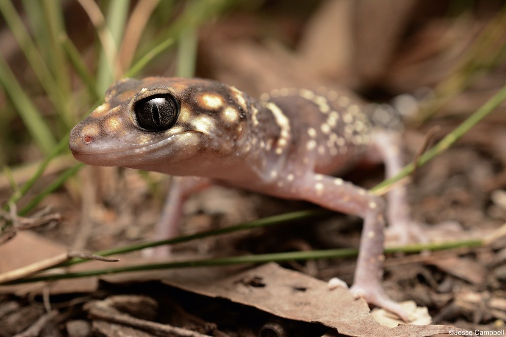 Thick-tailed Gecko (Underwoodisaurus milii). Sydney, NSW