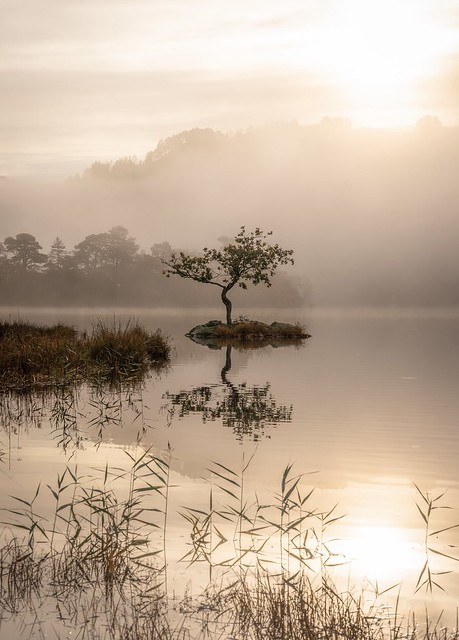 Rydal Water Lone Tree morning mists