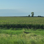 Corn Fields Hamilton County, Nebraska 2021-08-14 (2) Corn Fields - 14 August 2021 - I-80, Hamilton County, Nebraska