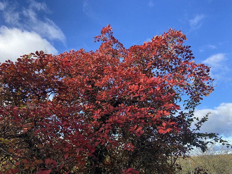 Cotinus coggygria (SmokeTree) (Smoke Bush) - Durham Garden - arb - autumn colour -- Tue 02 Nov 2021 11-53-12 GMT