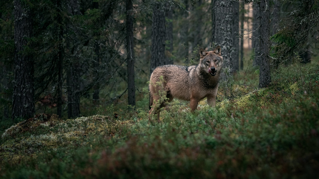 Finland Forest Wolves 6