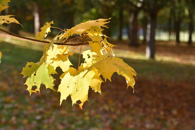 Autumn in Aston Park