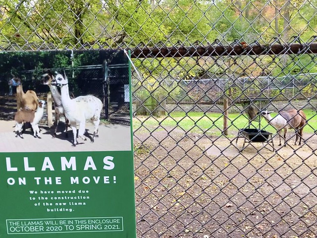 Llamas at High Park Zoo in Toronto