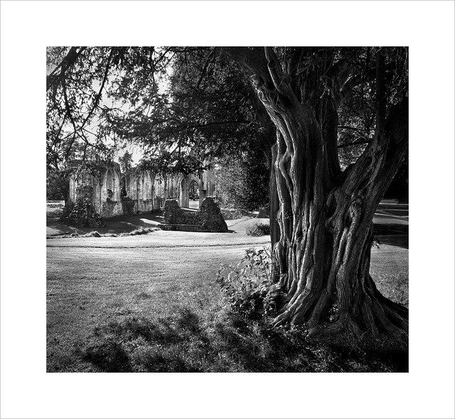 Tree at the Abbey ruins