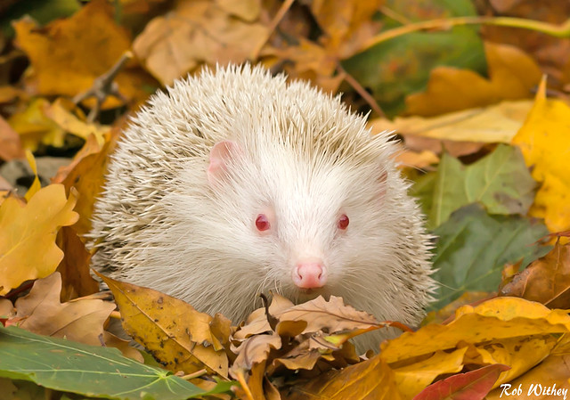 Albino Hedgehog