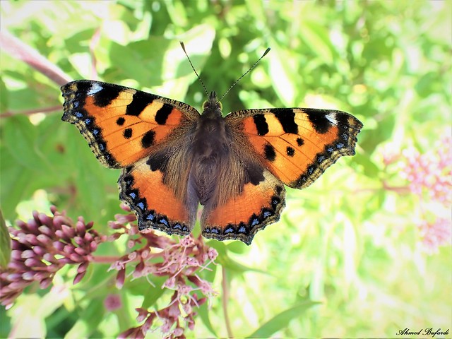 Butterfly 2071 (Aglais urticae)