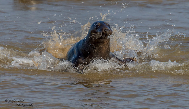 DSC7439  Grey Seal..