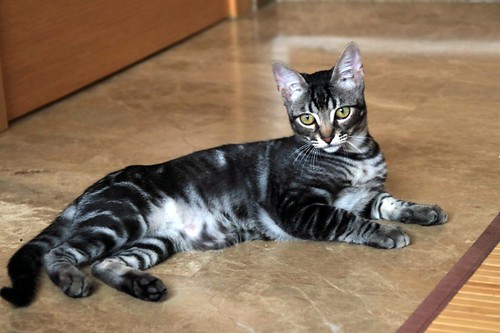 Sancho, gatito humo y negro súper guapo y mimosón esterilizado, nacido en Mayo´21, en adopción. Valencia. ADOPTADO. 51675182846_35be61c508