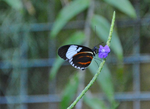 butterflyconservatory 2565niagaraparkway niagarafalls ontario canada