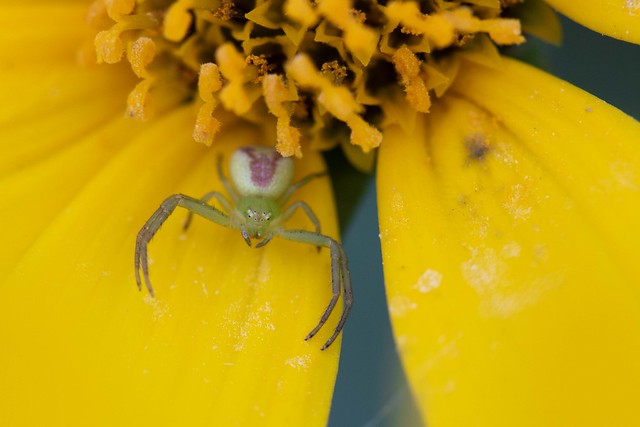 Pink Flower Crab Spider (Misumena vatia)