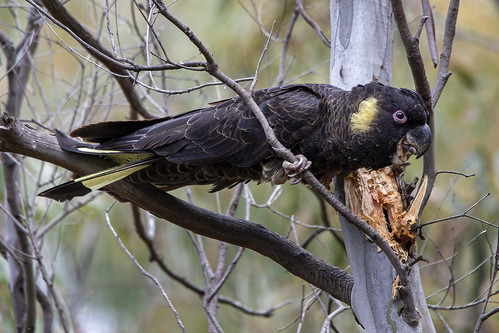 Yellow-tailed Black Cockatoo 2021-11-13 (7D_182A8724)