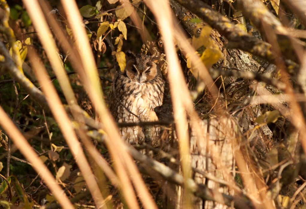Long-eared Owl  -  Elmley