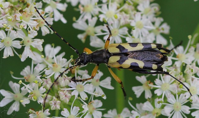 Black and Yellow Longhorn Beetle - Rutpela maculata 080721