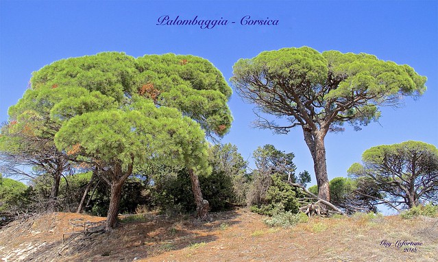 THE BEAUTIFUL TREES of PALOMBAGGIA  in SOUTH CORSICA, FRANCE