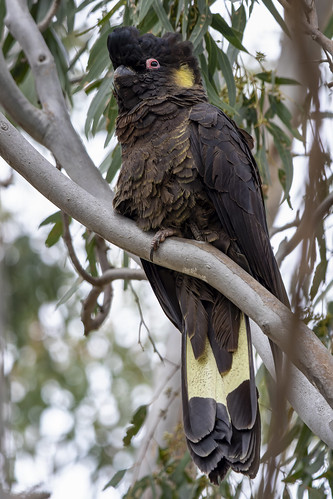 Yellow-tailed Black Cockatoo 2021-11-13 (7D_182A9008)