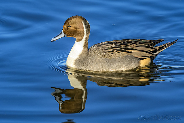 NorthernPintail_2