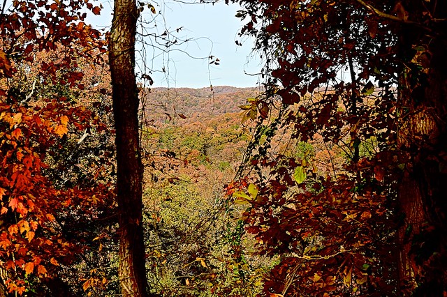 Foliage at Shawnee State Forest in Ohio