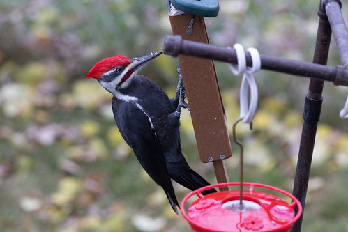 Banded Pileated Woodpecker