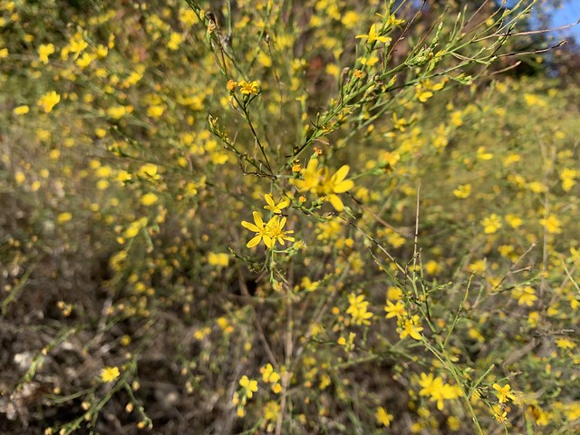 Broomweed (Amphiachyris dracunculoides)