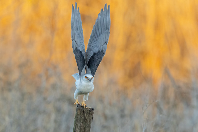 White-tailed Kite is lifting off ... (R51_0988)
