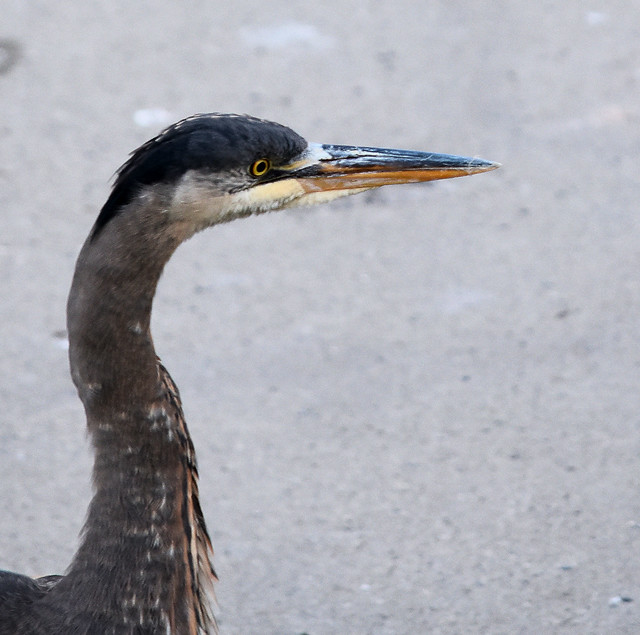 BLUE HERON ON A GRANVILLE ISLAND WHARF,  VANCOUVER,  BC