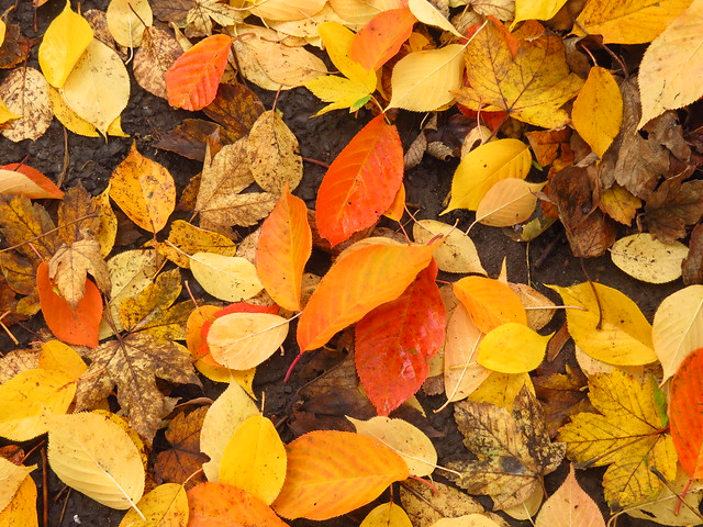 Sonnige Herbstfarben - auch bei trübem Wetter