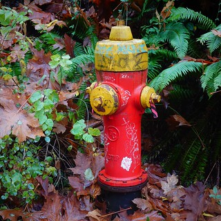 Fire hydrant in the woods SR600387